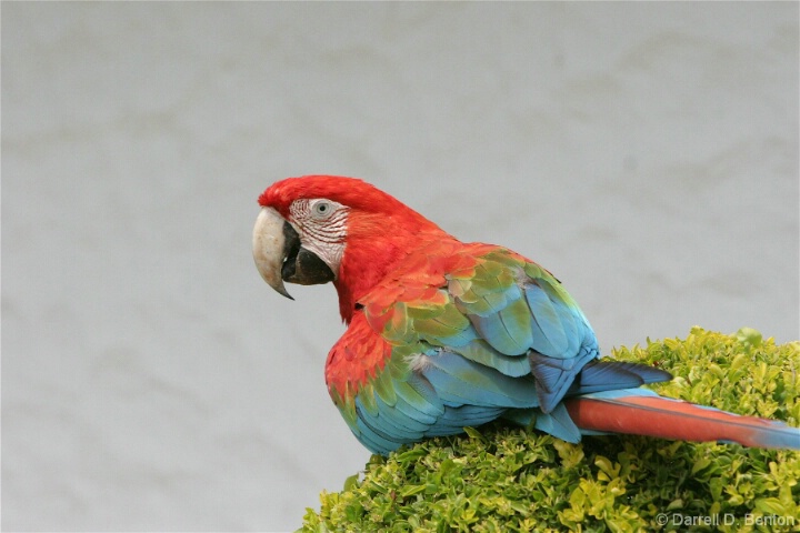 A Parrot in Bolivia