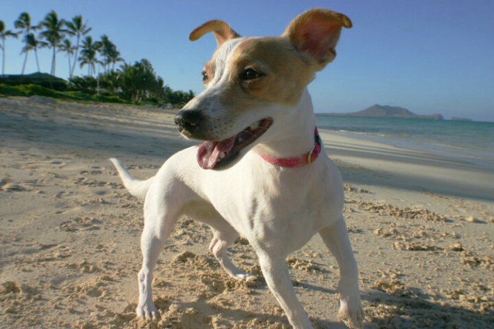 Canine Beachcomber