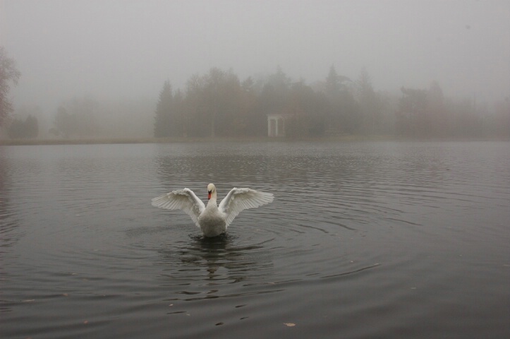 Misty Swan