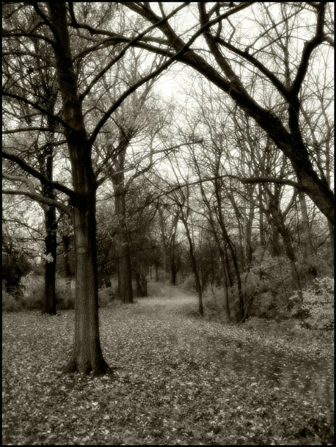 A dreary path...