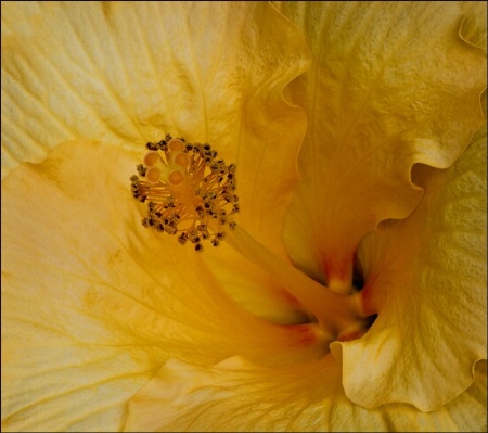 Hibiscus with reflector f36, 1/13 sec., iso 100, 1