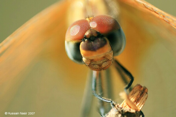 Dragonfly