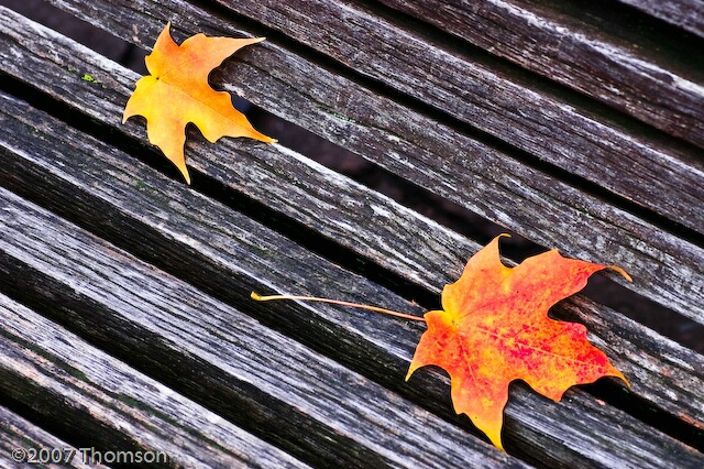 Washington:  Fall Leaves