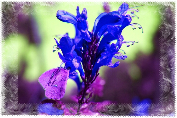 Abstract butterfly - ID: 5107980 © Lynne Hough
