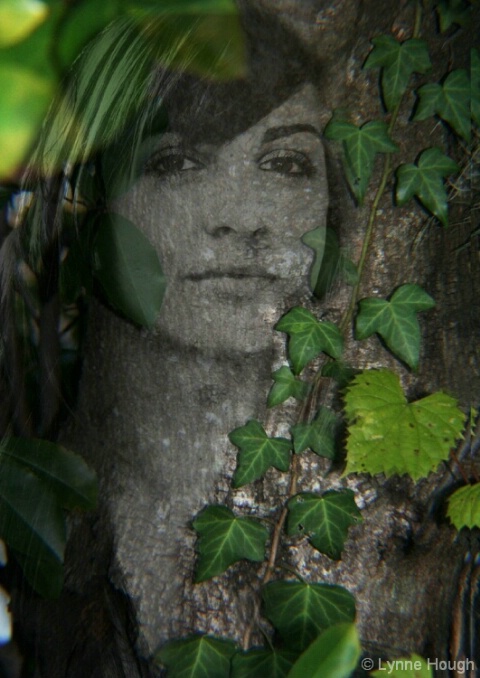 Ivy - ID: 5107998 © Lynne Hough