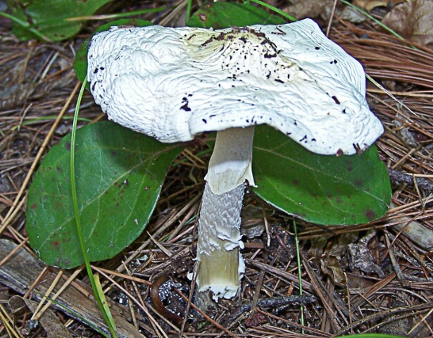 Mushroom