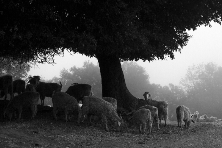 Goats In The Fog