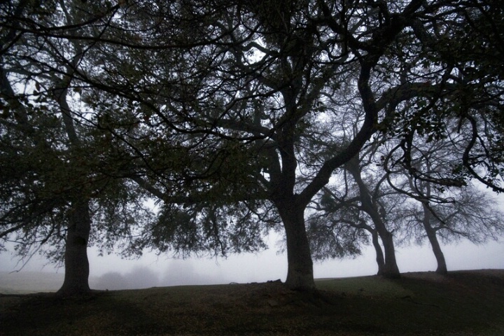 Five Oaks In The Fog
