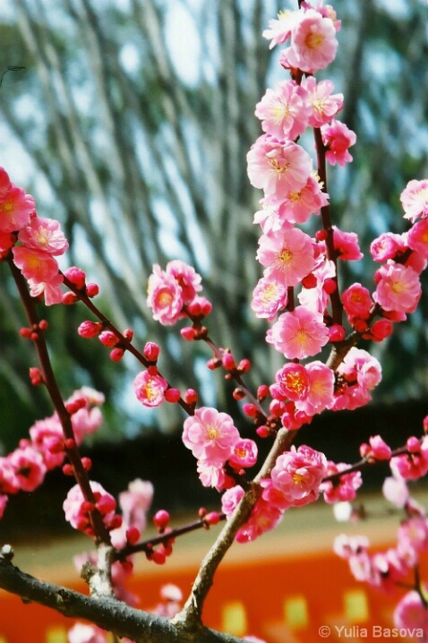 Plum blossoms in Kitano Tenmangu Shrine, Japan - ID: 5112446 © Yulia Basova