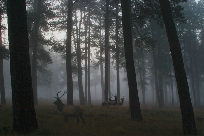 Bulls in the Morning Mist