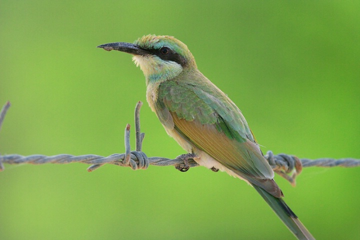 little-green Bee-eater