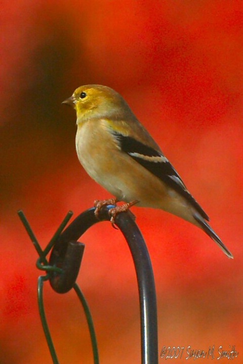 Goldfinch in Autumn (2)