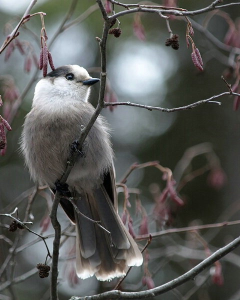 Autumn Gray