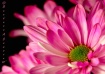 Sweetheart Daisy ...