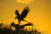 Back to the Nest