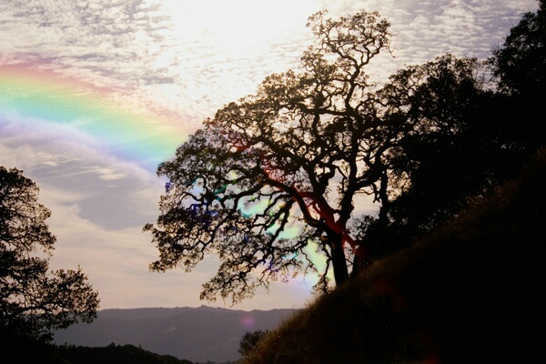 oak_silhouette_with_rainbow