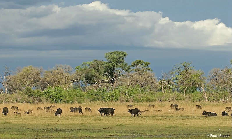 Wild Botswana.