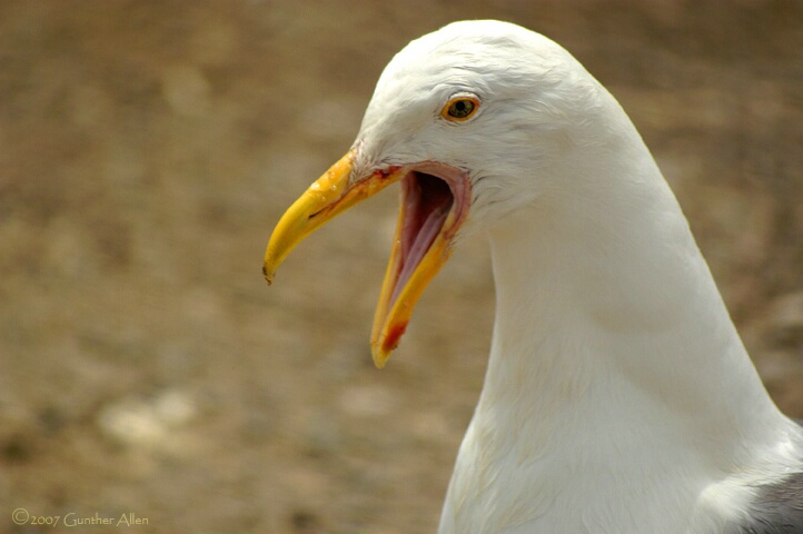 Angry Gull