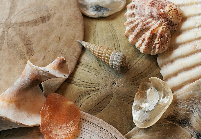 Finding Seashells