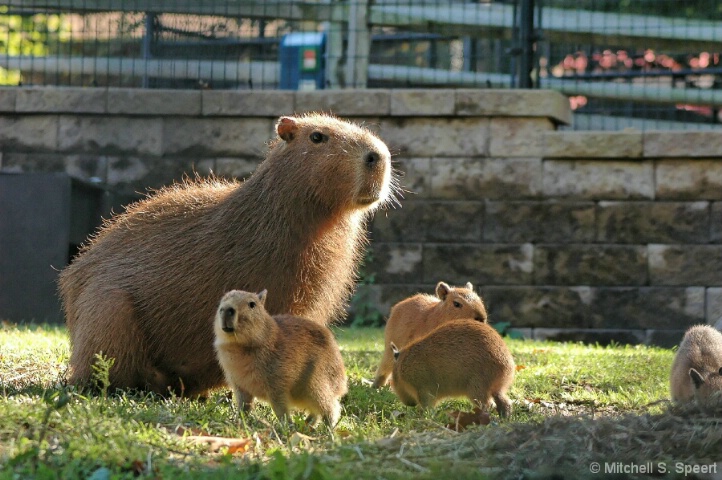 Capybaras at Play