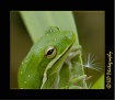 Frog-12