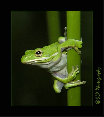Frog-20