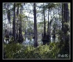 Swamp-3