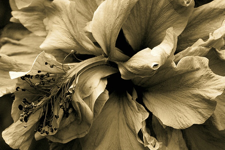 Faded_hibiscus