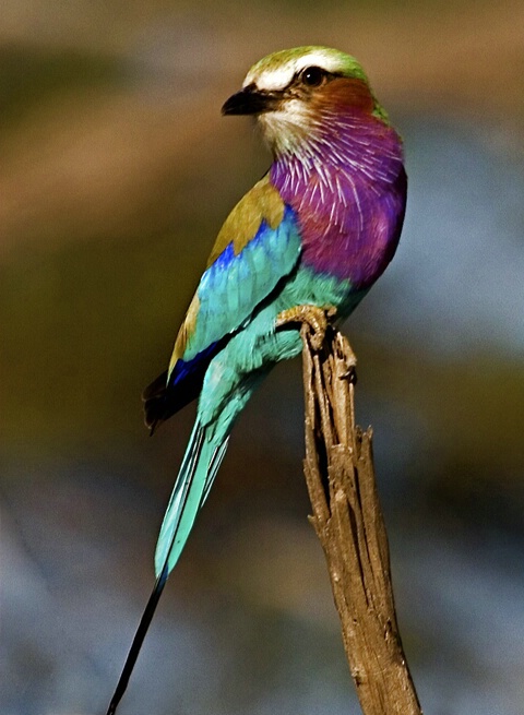 Winged Rainbow