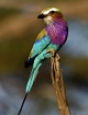 Winged Rainbow