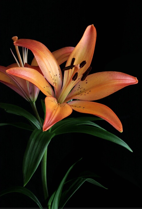 Lily II