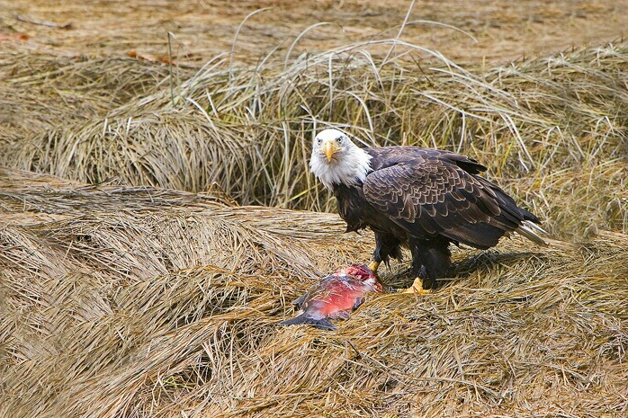 Eagle & Salmon - ID: 5139267 © William C. Dodge