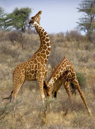 Giraffe Duel