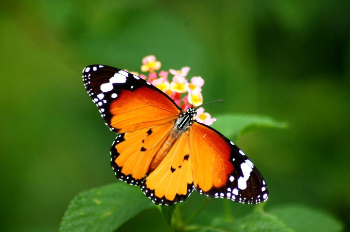 Butterfly - ID: 5143554 © VISHVAJIT JUIKAR