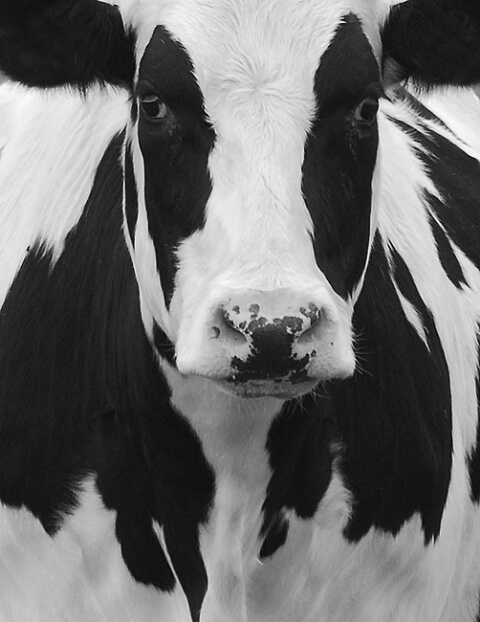 Cow in B&W