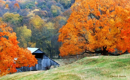 Tennessee Colors