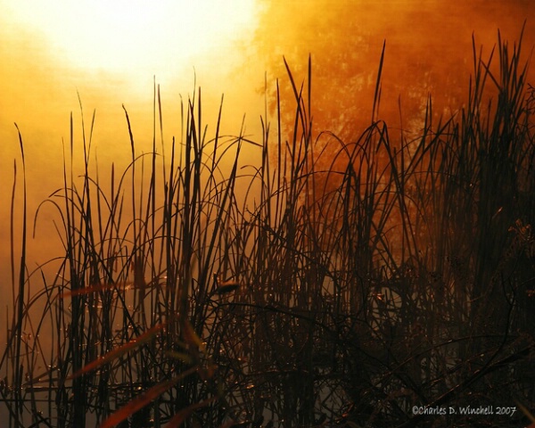 Reed Sunrise