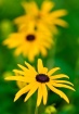 Nature's Swee...