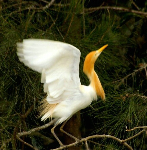 Airborne Egret