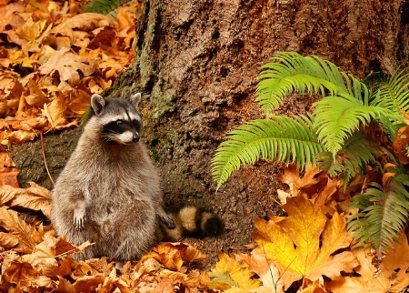 Raccoon in Fall