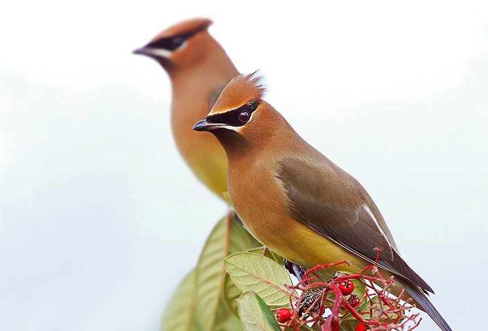 Cedar Waxwings