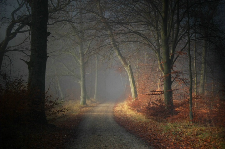 A road through the woods
