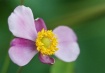 Japanese Anemone ...