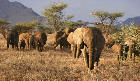 Elephant Walk