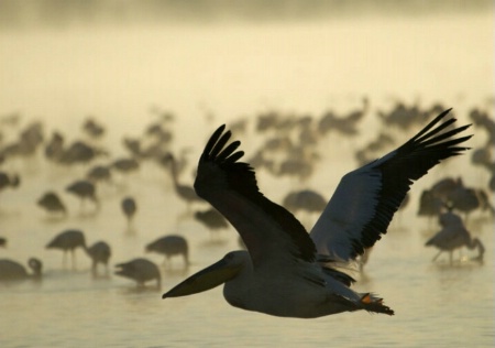 Sunrise Flight - White Pelicans
