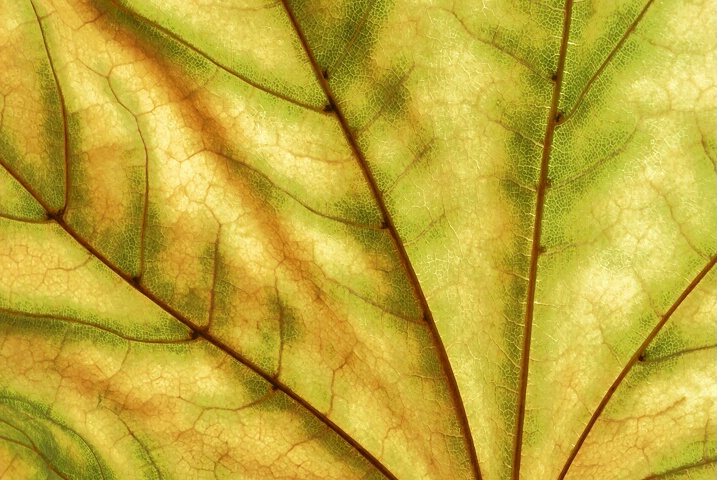 Leafscape - ID: 5156704 © Laurie Daily