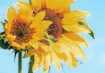2 sunflowers