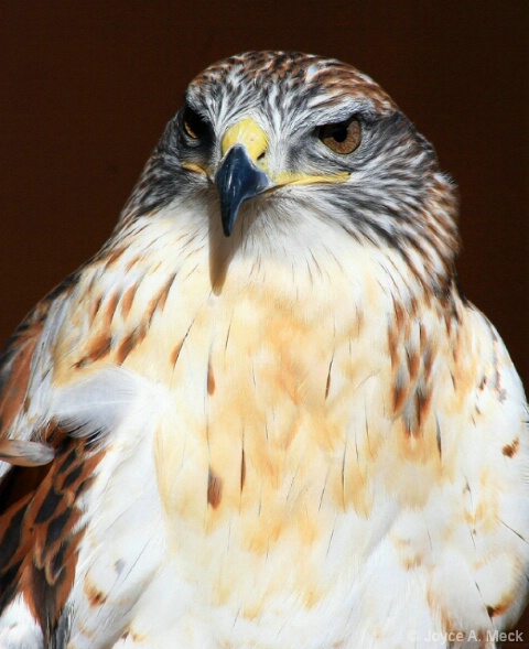 Feathered Faces, Ferruginous Hawk