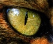 Wild eye