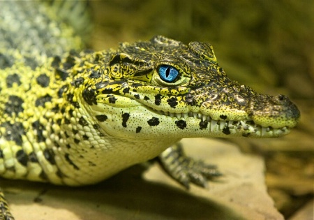 Juvenile Alligator
